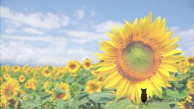 2022年关于大学生社会实践心得体会范文精选