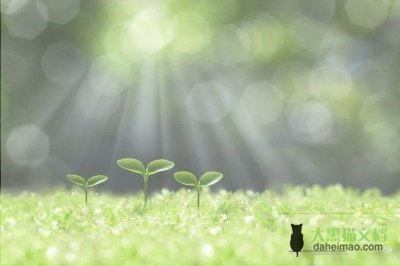 校长课程与教学领导力提升的有效策略