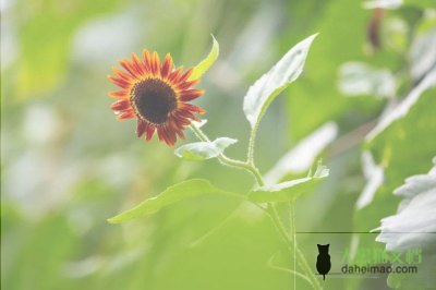 关于幼儿园教师网络研修心得体会范文最新三篇